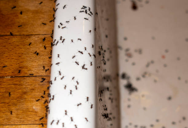 Best Pest Removal Services  in Woodville, OH